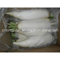 Chinese Fresh White Radish with Box Packing